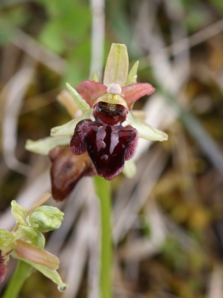 Pflanzenbild gross Gewöhnliche Spinnen-Ragwurz - Ophrys sphegodes