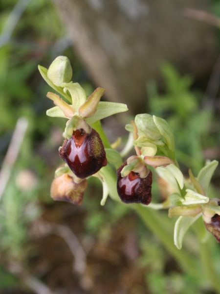 Pflanzenbild gross Gewöhnliche Spinnen-Ragwurz - Ophrys sphegodes