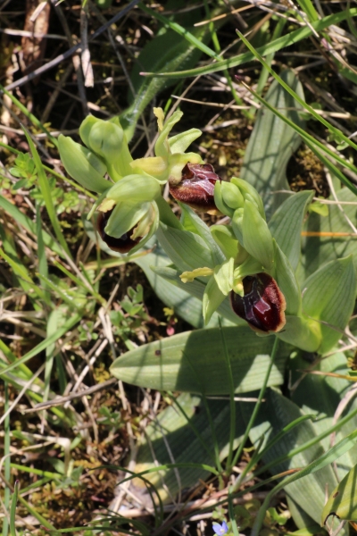 Pflanzenbild gross Gewöhnliche Spinnen-Ragwurz - Ophrys sphegodes
