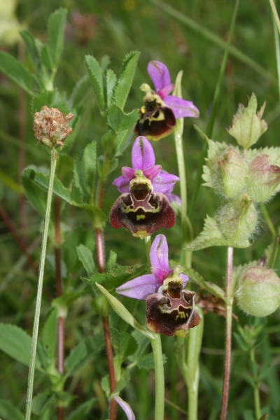 Pflanzenbild gross Gewöhnliche Hummel-Ragwurz - Ophrys holosericea subsp. holosericea