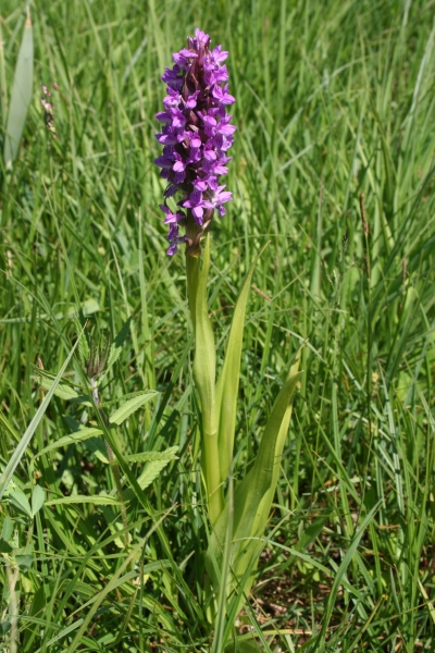 Pflanzenbild gross Fleischrote Fingerwurz - Dactylorhiza incarnata