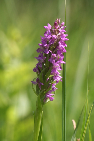 Pflanzenbild gross Fleischrote Fingerwurz - Dactylorhiza incarnata