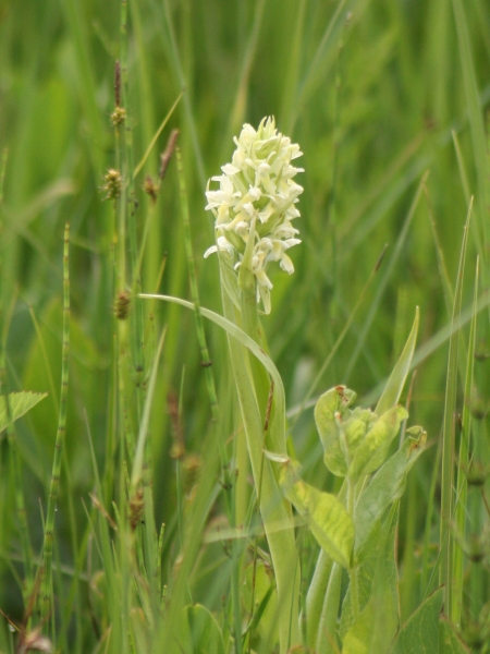 Pflanzenbild gross Hellgelbe Fingerwurz - Dactylorhiza incarnata subsp. ochroleuca