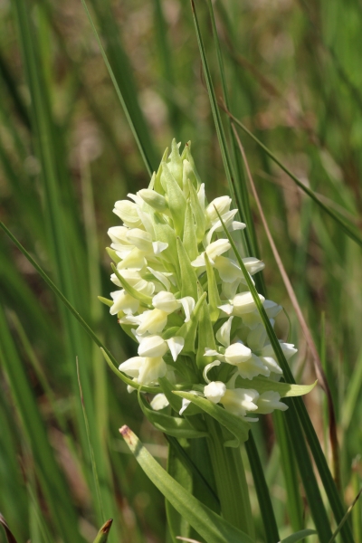 Pflanzenbild gross Hellgelbe Fingerwurz - Dactylorhiza incarnata subsp. ochroleuca