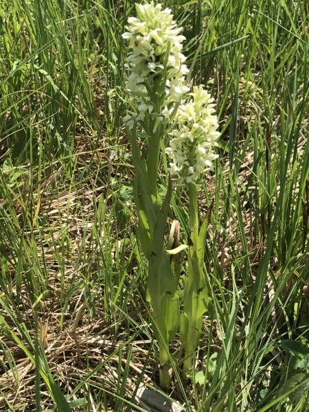 Pflanzenbild gross Hellgelbe Fingerwurz - Dactylorhiza incarnata subsp. ochroleuca