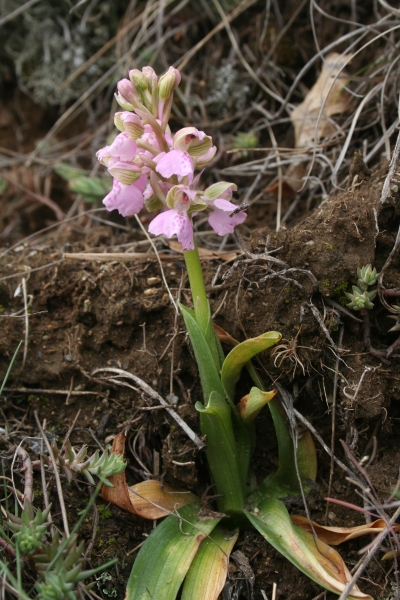 Pflanzenbild gross Kleines Knabenkraut - Orchis morio