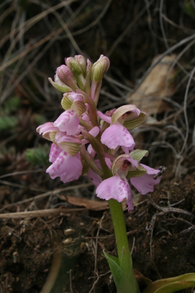 Pflanzenbild gross Kleines Knabenkraut - Orchis morio