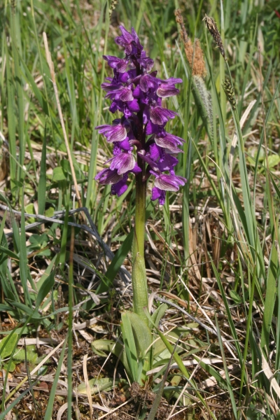 Pflanzenbild gross Kleines Knabenkraut - Orchis morio