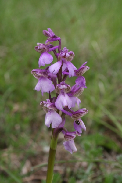 Pflanzenbild gross Kleines Knabenkraut - Orchis morio