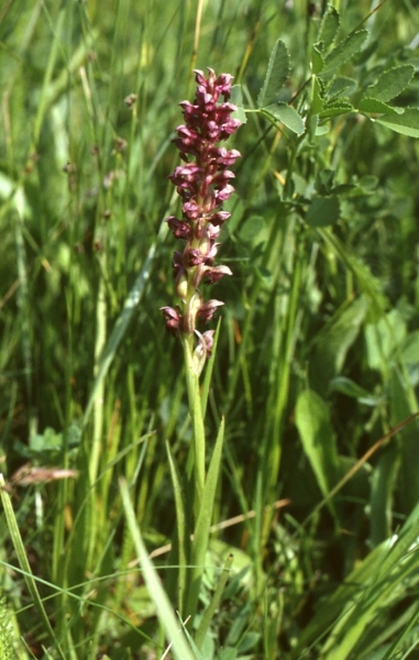 Pflanzenbild gross Wanzen-Knabenkraut - Orchis coriophora