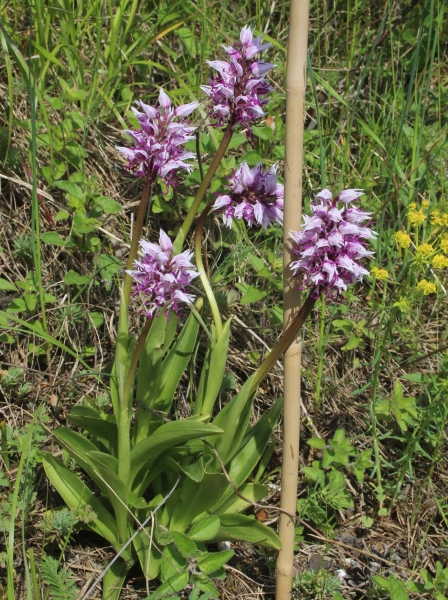 Pflanzenbild gross Affen-Knabenkraut - Orchis simia