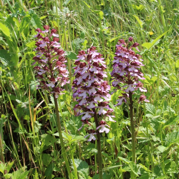 Pflanzenbild gross Purpur-Knabenkraut - Orchis purpurea