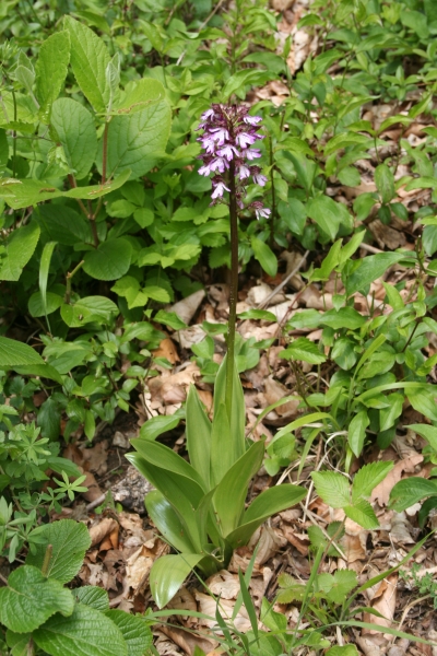 Pflanzenbild gross Purpur-Knabenkraut - Orchis purpurea