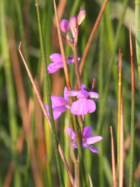 Pflanzenbild gross Sumpf-Knabenkraut - Orchis palustris