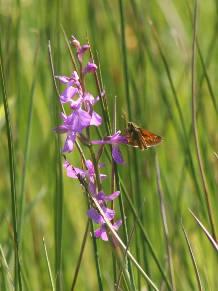 Pflanzenbild gross Sumpf-Knabenkraut - Orchis palustris