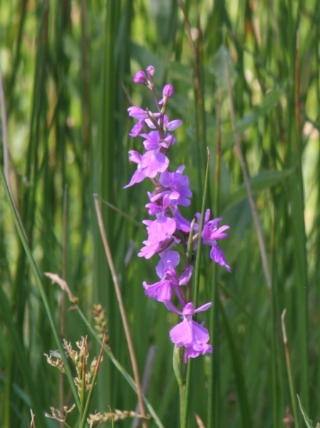 Pflanzenbild gross Sumpf-Knabenkraut - Orchis palustris