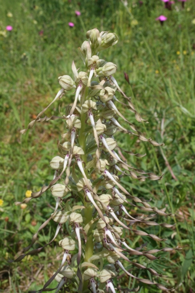 Pflanzenbild gross Bocks-Riemenzunge - Himantoglossum hircinum