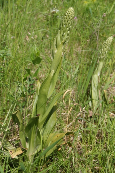 Pflanzenbild gross Bocks-Riemenzunge - Himantoglossum hircinum