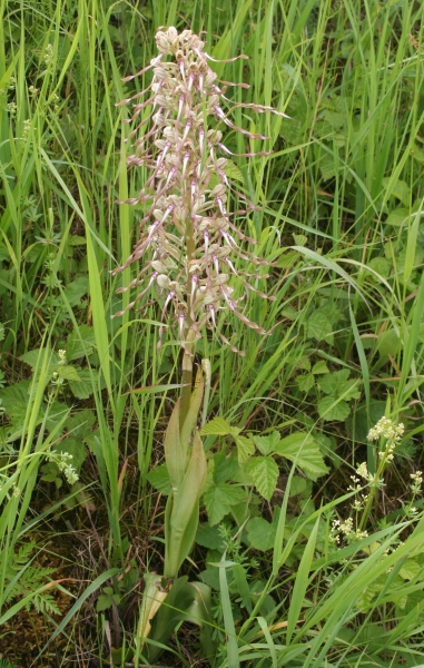 Pflanzenbild gross Bocks-Riemenzunge - Himantoglossum hircinum