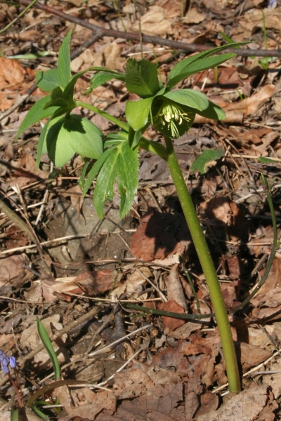 Pflanzenbild gross Grüne Nieswurz - Helleborus viridis