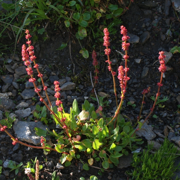 Pflanzenbild gross Schnee-Ampfer - Rumex nivalis