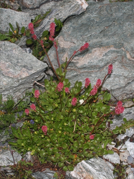 Pflanzenbild gross Schnee-Ampfer - Rumex nivalis