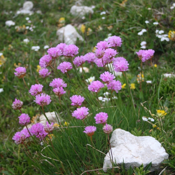 Pflanzenbild gross Alpen-Grasnelke - Armeria alpina subsp. alpina