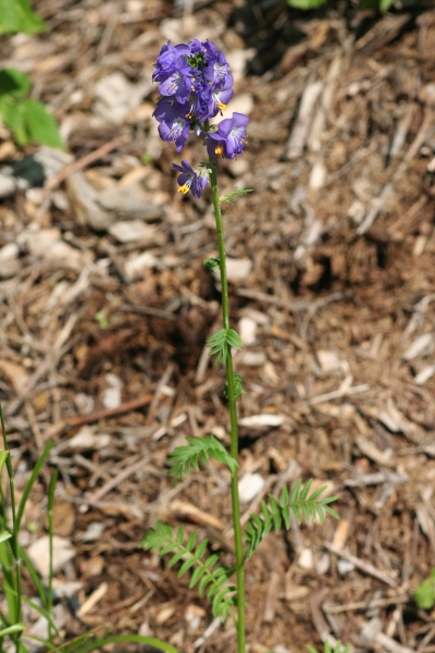 Pflanzenbild gross Himmelsleiter - Polemonium caeruleum