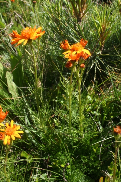 Pflanzenbild gross Eberreisblättriges Greiskraut - Senecio abrotanifolius