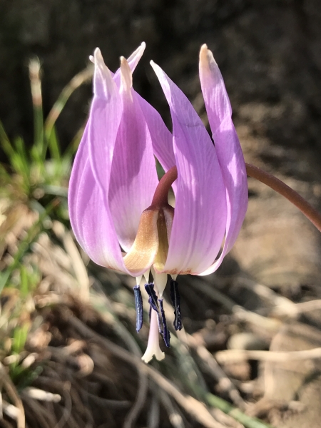 Pflanzenbild gross Hundszahnlilie - Erythronium dens-canis