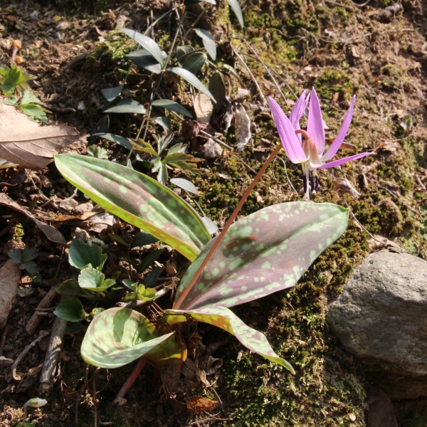 Pflanzenbild gross Hundszahnlilie - Erythronium dens-canis
