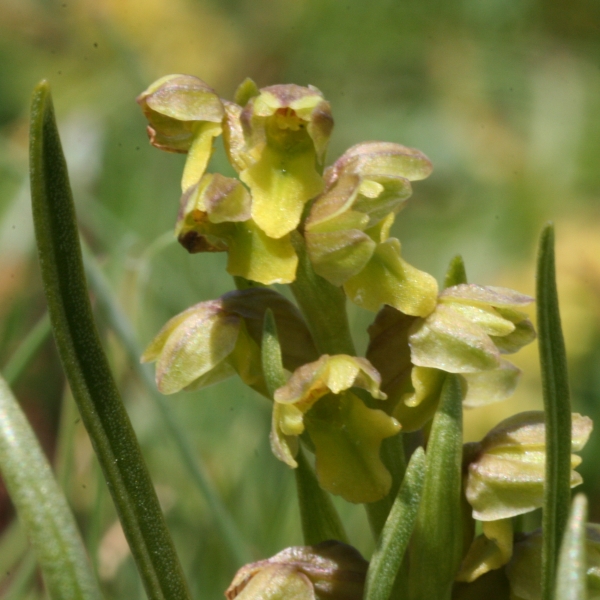 Pflanzenbild gross Zwergorchis - Chamorchis alpina