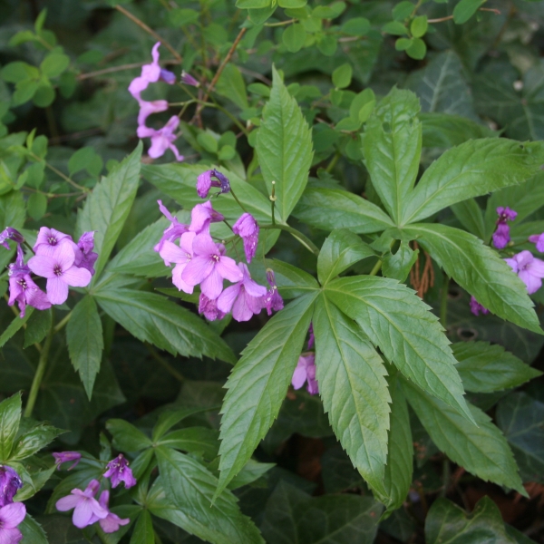 Pflanzenbild gross Fingerblättrige Zahnwurz - Cardamine pentaphyllos