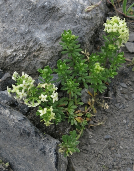 Pflanzenbild gross Schweizer Labkraut - Galium megalospermum