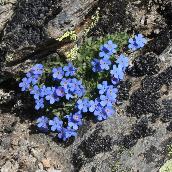 Pflanzenbild gross Himmelsherold - Eritrichium nanum