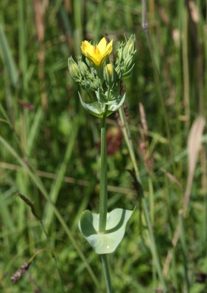 Pflanzenbild gross Durchwachsener Bitterling - Blackstonia perfoliata