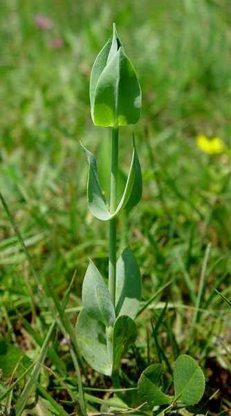 Pflanzenbild gross Durchwachsener Bitterling - Blackstonia perfoliata