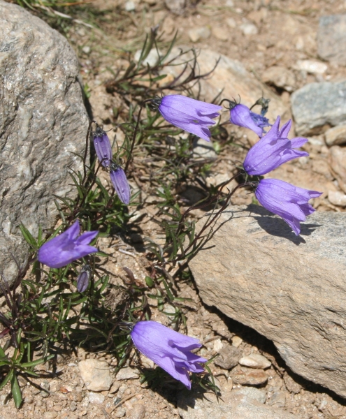 Pflanzenbild gross Ausgeschnittene Glockenblume - Campanula excisa