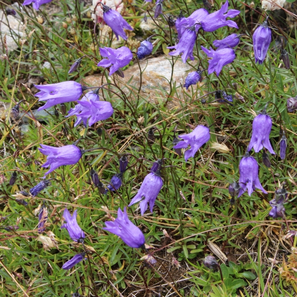 Pflanzenbild gross Ausgeschnittene Glockenblume - Campanula excisa