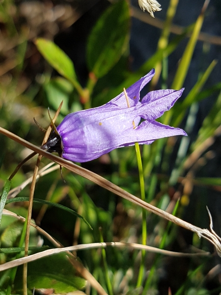 Pflanzenbild gross Ausgeschnittene Glockenblume - Campanula excisa