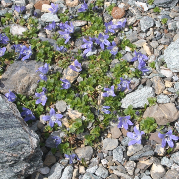 Pflanzenbild gross Mont Cenis-Glockenblume - Campanula cenisia