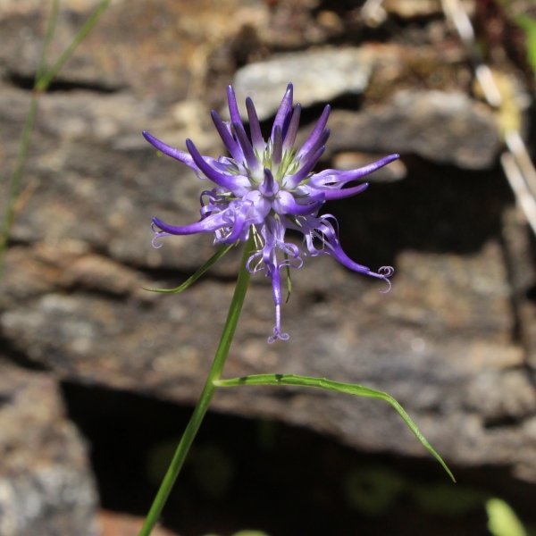 Pflanzenbild gross Scheuchzers Rapunzel - Phyteuma scheuchzeri