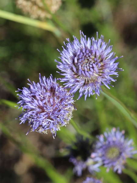 Pflanzenbild gross Berg-Sandrapunzel - Jasione montana
