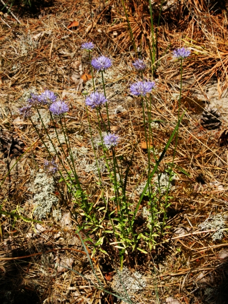 Pflanzenbild gross Berg-Sandrapunzel - Jasione montana