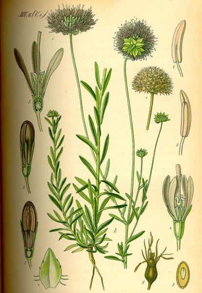 Pflanzenbild gross Berg-Sandrapunzel - Jasione montana