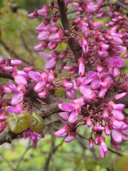 Pflanzenbild gross Judasbaum - Cercis siliquastrum