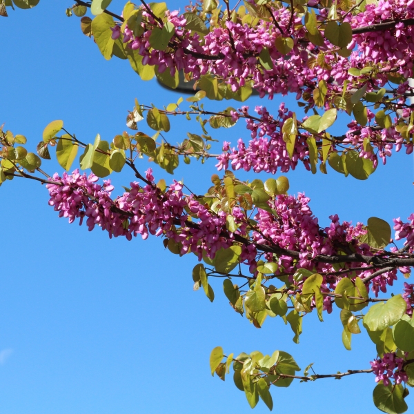Pflanzenbild gross Judasbaum - Cercis siliquastrum