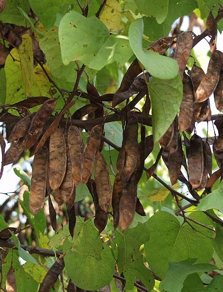 Pflanzenbild gross Judasbaum - Cercis siliquastrum