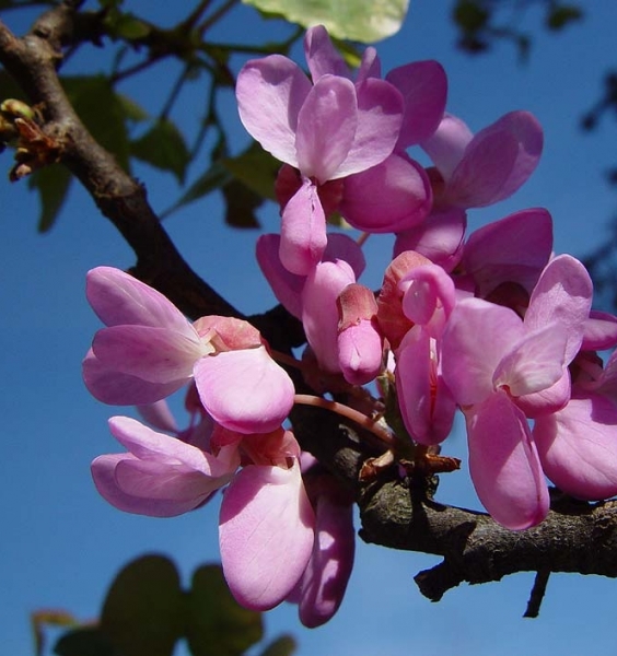 Pflanzenbild gross Judasbaum - Cercis siliquastrum