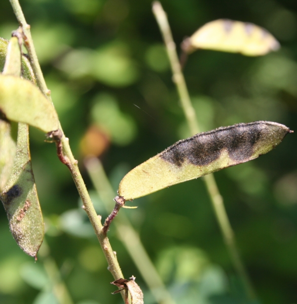 Pflanzenbild gross Schwarzwerdender Geissklee - Cytisus nigricans